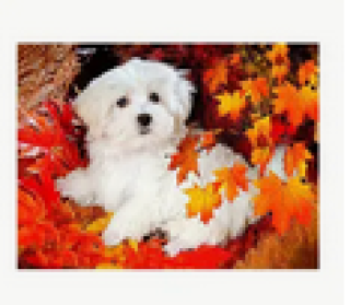 Preview: Diamond Painting Malteser Welpe